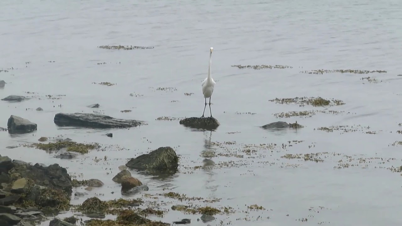 The Little egret in action. 