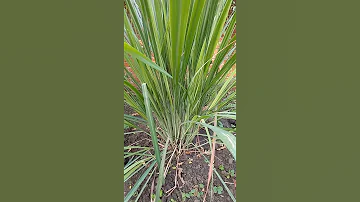 Лемонграсс или лимонная трава. Lemongrass. #shorts