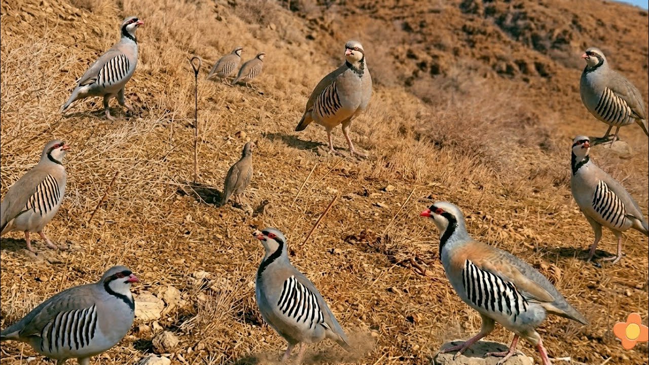 In the Mountain A Village Boy Caught Bird | Traditional Bird Trap #Zuni_Da_Bird_Hunter 