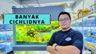 REVIEW TOKO IKAN HIAS DI PEKANBARU RIAU | BANYAK IKAN PREDATOR