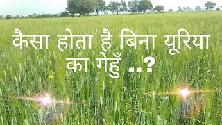 बिना रासायनिक खाद का पूर्ण जैविक बंशी गेहूँ | Banshi Gehu without urea