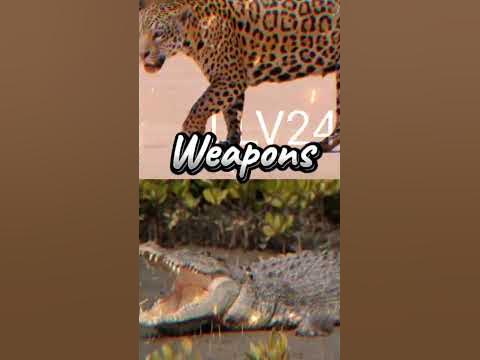 Jaguar vs Saltwater CrocodileEdit - YouTube
