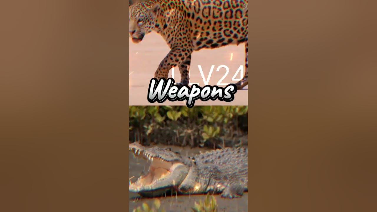 Jaguar vs Saltwater CrocodileEdit - YouTube