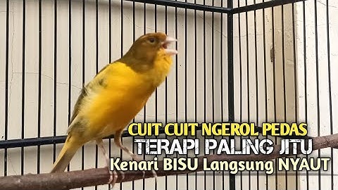 kenari gacor panjang Cuit Cuit EMOSI, Pancingan Kenari Paud Belajar Bunyi, terapi AMPUH Kenari MACET