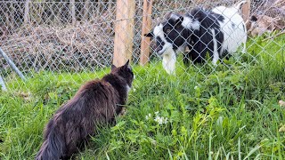 Norwegian Forest Cat: Climbing experts among themselves by Norsk Skogskatt TV 1,909 views 3 weeks ago 26 minutes