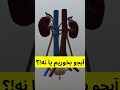  فواید آبجو