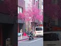 Tokyo Sakura Street 2026 | Spring Commute Feels Like Anime Japan #japantravel #japan #tokyo #sakura