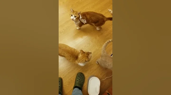 These Cats Are Somethin' Else..
