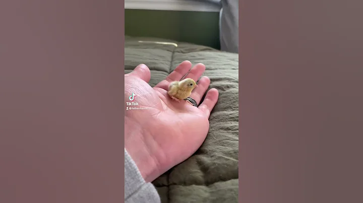 I always underestimate just how fast button quail are 😂 #fyp #fypシ #chicks #cute #animals #viral