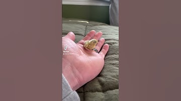 Thumbnail of I always underestimate just how fast button quail are 😂 #fyp #fypシ #chicks #cute #animals #viral