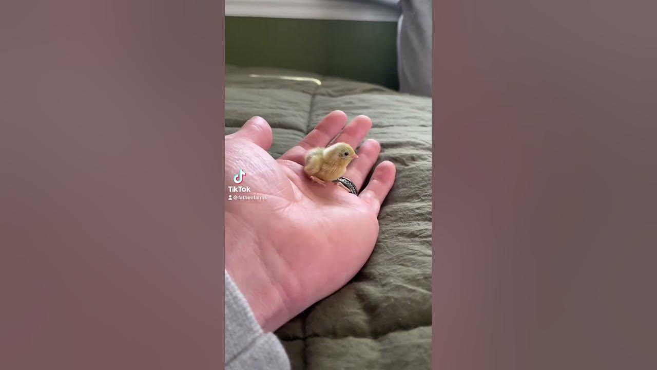 I always underestimate just how fast button quail are 😂 #fyp #fypシ #chicks #cute #animals #viral I always underestimate just how fast button quail are 😂 #fyp #fypシ #chicks #cute #animals #viral