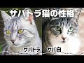 【サバトラ猫の特徴】キジトラとの違いや関係性も｜猫の毛色と性格