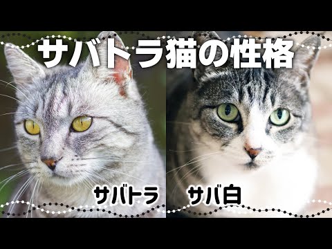 【サバトラ猫の特徴】キジトラとの違いや関係性も｜猫の毛色と性格