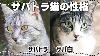 【サバトラ猫の特徴】キジトラとの違いや関係性も猫の毛色と性格