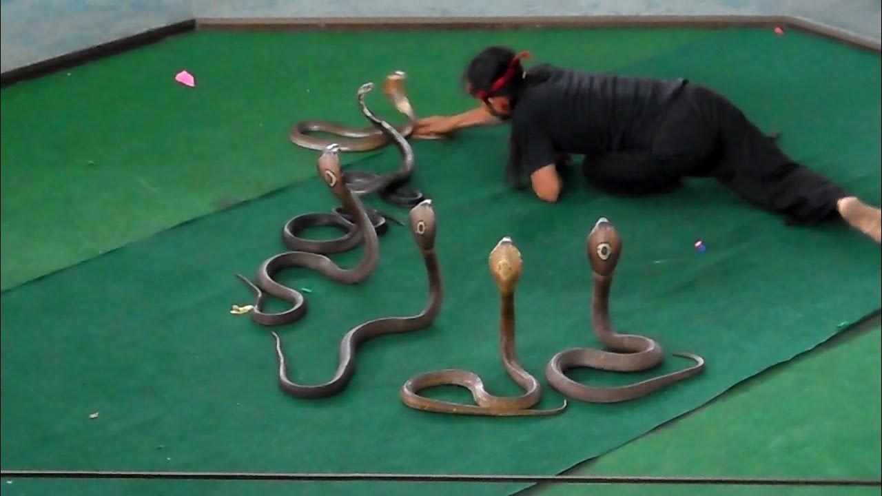 Кто был в змее в шоу. Покажи змей кусучих. Какие змеи не кусаются. Шоу со змей Саранск. Змей кусающий пирамиду.