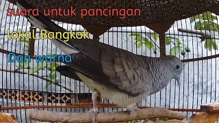 Suara perkutut lokal silangan Bangkok cocok untuk pancingan lokal Bangkok dan warna.