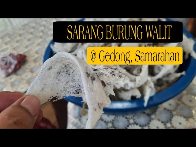 Melawat Rumah Burung Walit di Gedong, Samarahan, Sarawak... class=