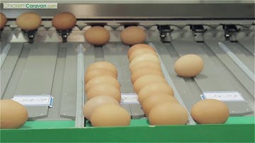 Zenyer 101B Egg Grader