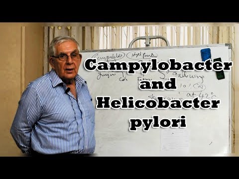 Video: Verschil Tussen Campylobacter En Helicobacter