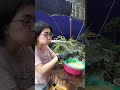 吉田農園　した味付け作業。
