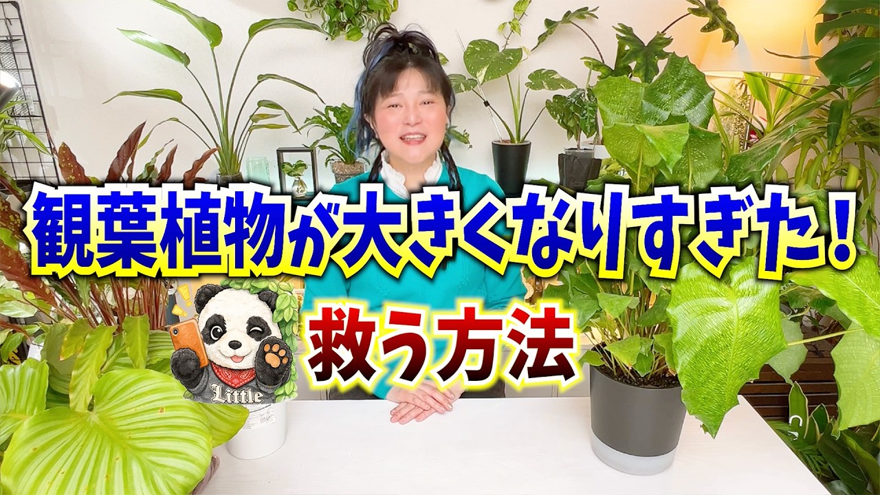 とても大きく育った観葉植物たち 大きくなりすぎた観葉植物を切る 