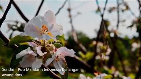 Sendiri - Pop Mandarin Indonesia Kenangan (HQ Audio)