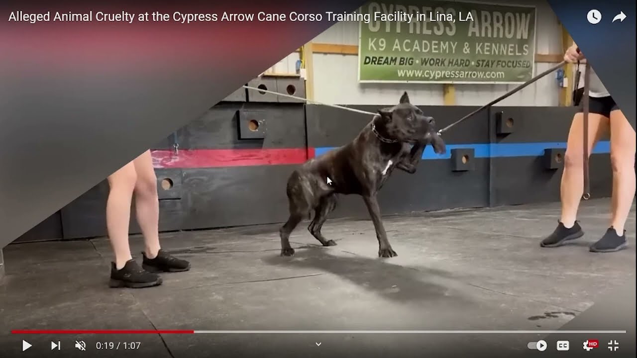 Cypress Arrow K9 Academy