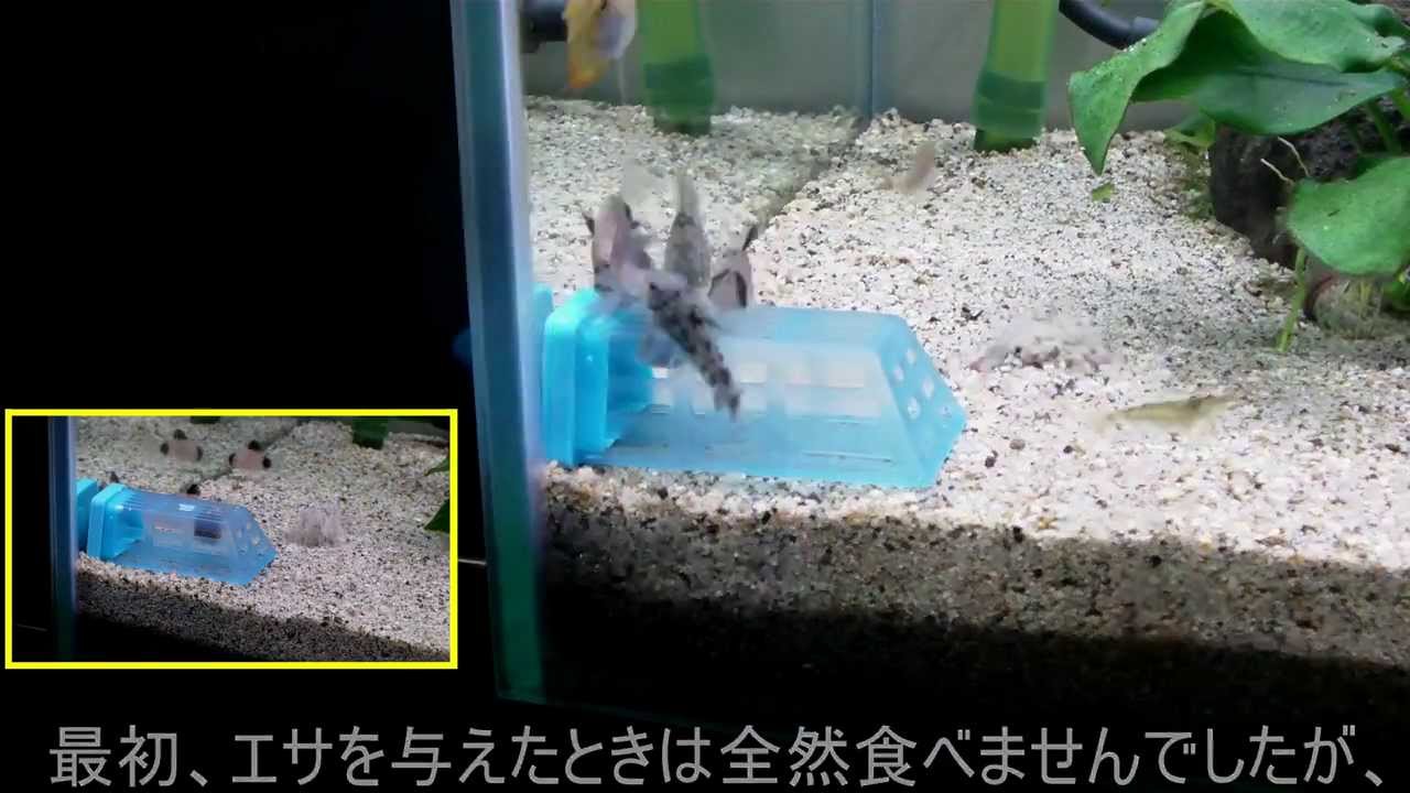 コリドラスに朗報 キョーリン もぐもぐバスケット Youtube