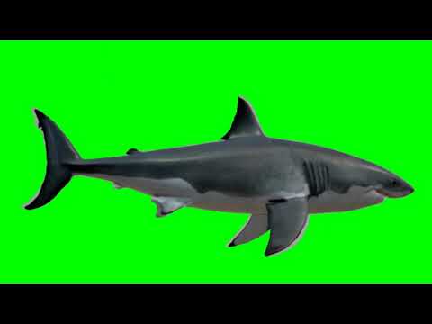 Green Screen Shark video effects