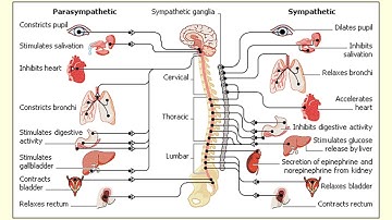 Lecture 3a: the peripheral nervous system (summer, 2017)