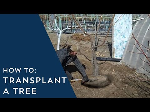 Video: Transplanturi de copaci în toamnă: instrucțiuni pas cu pas