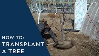 How to Transplant a Tree