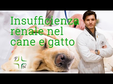 Video: Sintomi e segni di tossicità e insufficienza renale dopo che un cane mangia uva