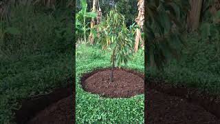 Monthong durian plantation @Agribuzz