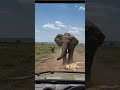 Elephant Saves Baby Elephant and Chases Away Lions #Wildlife #ElephantRescue #LionFight #Animals