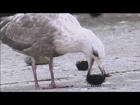 カモメとウニ Youtube