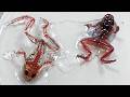 Disturbing Cloning Experiments That Raised Serious Questions