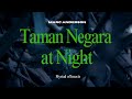 Taman Negara Rainforest At Night Immersive Insect Ambience Asia Nature Sounds 