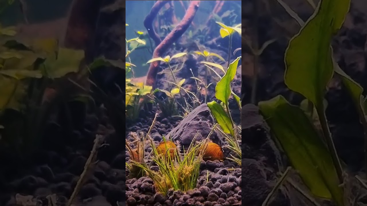 New home for my little Clithon snails 🐌