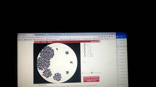 IB Biology Fruit Fly Lab Simulation