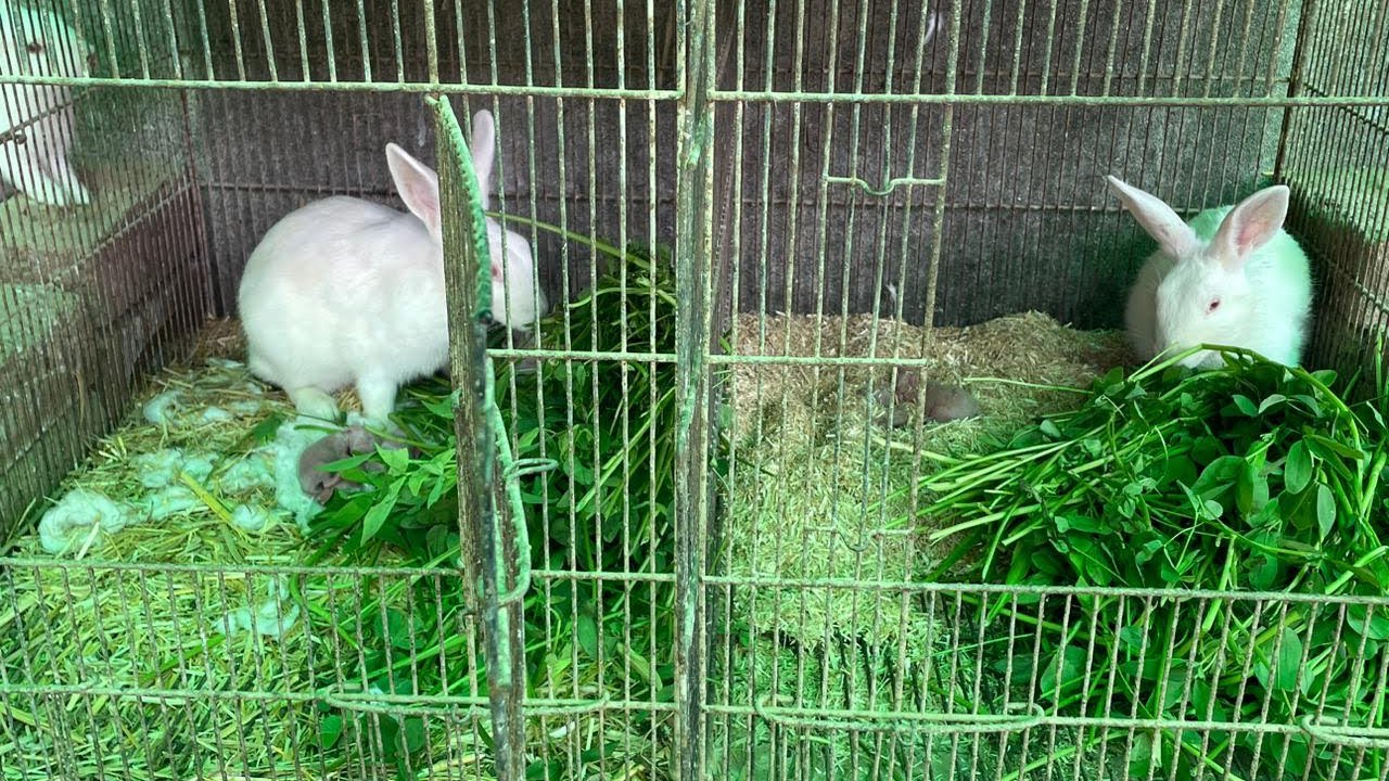 MashALLAH Sa Dosari Female Rabbits na bi Buchay Da Deya. #babyrabbits # ...