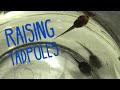 How to Raise Tadpoles