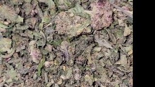Quarter pound of purple urkle trim for 54 dollar at thca small buds