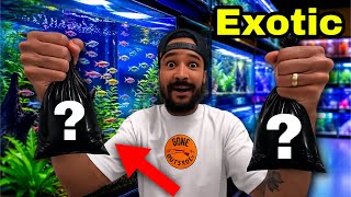 Buying MYSTERY Fish for My Aquarium Haul!