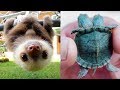 Cutest Baby Animals Videos Compilation Funny Moment of the Animals - Cutest Animals #1