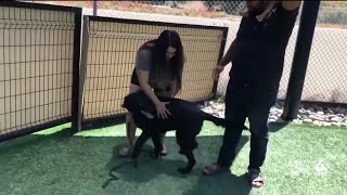 Facial recognition software helps reunite lost or missing pets