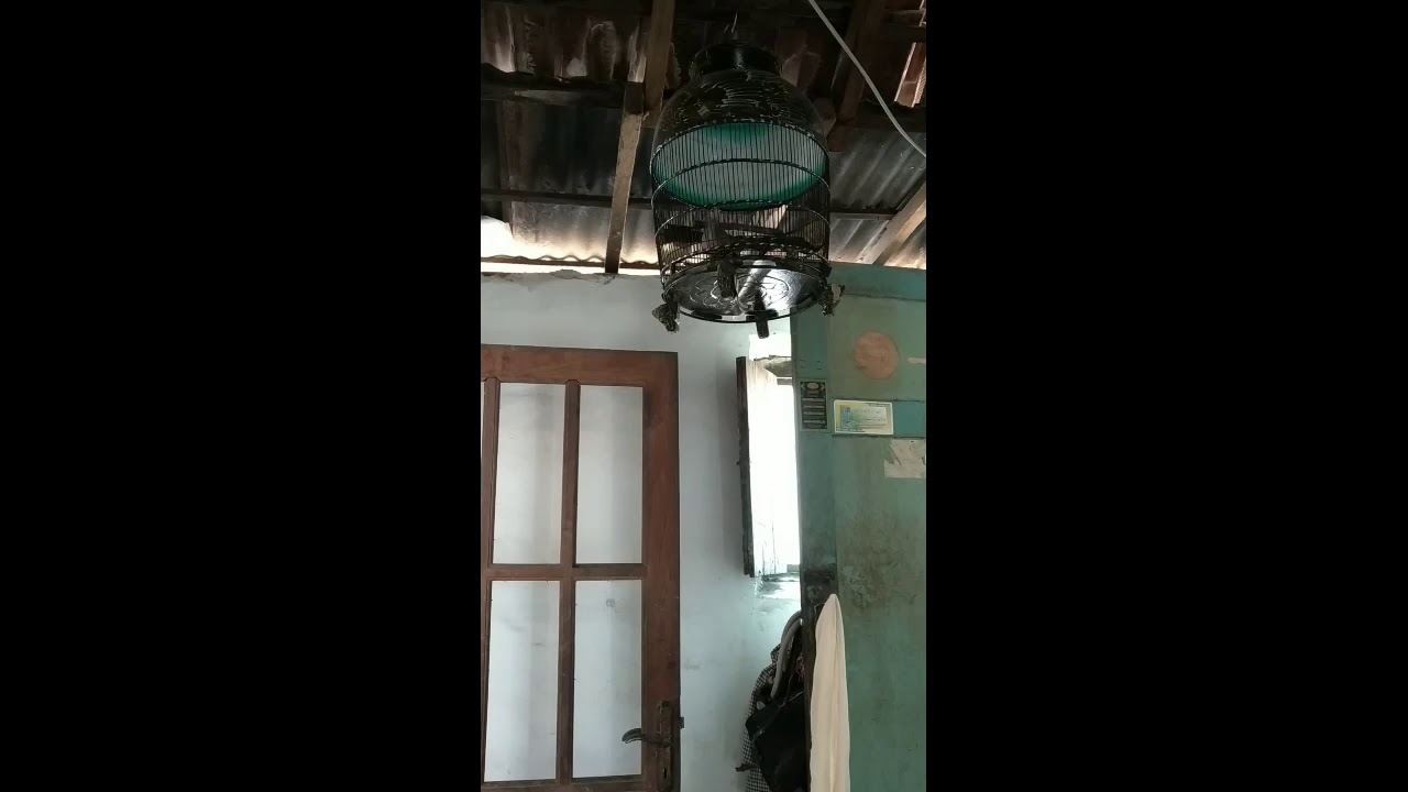 Burung Perkutut Lokal peji - YouTube
