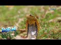 Born to be Wild: Doc Ferds observes the behavior of the Samar cobra