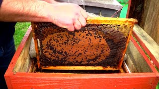 Выравнивание пчелиных семей. Как усилить пчелиную семью расплодом.