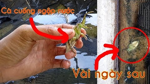 Cà cuống bị hội chứng "sợ nước" là gì. Nguyên nhân và cách khắc phục DT: 0963 247 132 gặp Việt